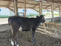 Mucca, Bovini — foto 3