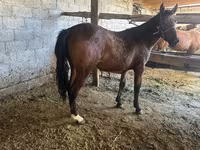 母马, Horses — 照片 2