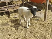 भेड़, Dorper sheep — फ़ोटो 1