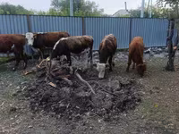 Bik, Simmental cattle — fotografija 3