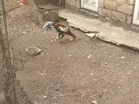 Chickens — 8-rasm