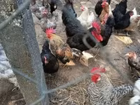 Chickens — foto 4