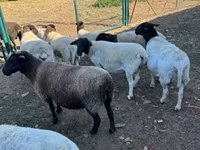 แกะตัวเมีย, Dorper sheep — รูปภาพ 4