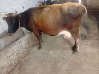 Vacă, Bovine — foto 6