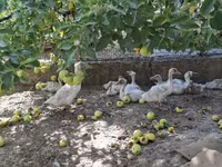 Ducks — ảnh 3