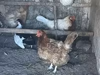 Brahma — Foto 1