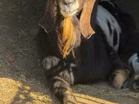 Billy Goat, Nubian Goat — photo 2