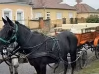 Stute, Pferde — Foto 3