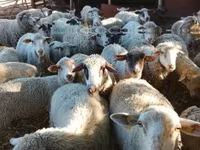 Sheep, Sheep — photo 1