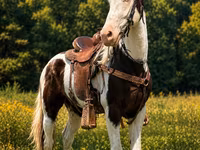 Horse (M), Appaloosa — photo 2
