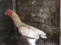 Chickens — புகைப்படம் 3