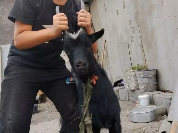 Billy Goat, Goats — Kyrgyzstan