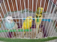 Məhsul: Dalmatian və Avstraliya cinsli dalğalı papuqaylar (budgerigar) — عکس 3