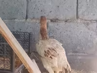 Chickens — φωτογραφία 4