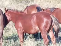 Cavalla, Kazakh horse — foto 4