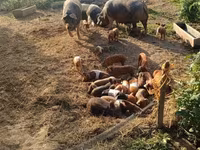 Doofaar lab, Pigs — sawirka 8