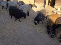 قوچ, Racka sheep — عکس 4