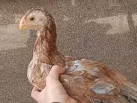 Chickens — photo 2