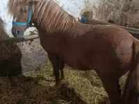 Cavallo, Cavalli — foto 3
