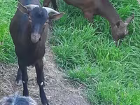 Cabra, Irish goat — foto 3
