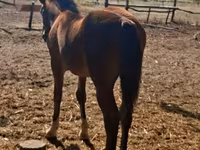 Klisna, Haflinger — foto 5