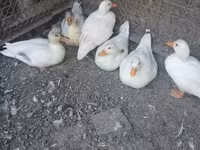 Ducks — الصورة 1