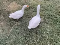 Geese — foto 3