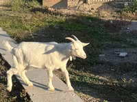 Keçi, Saanen goat — foto 6