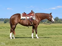 Kobila, Quarter Horse — fotografija 6