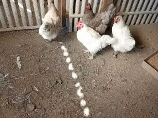 Съсекс
