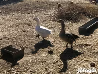 Geese — foto 3