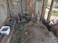 Chickens — عکس 1