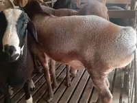 قوچ, گوسفند — عکس 2