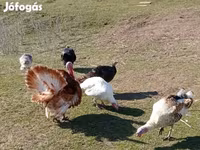 Turkeys — fotografija 4