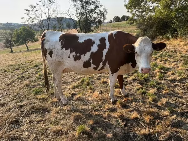 Cow, Montbéliarde