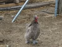 Silkie — foto 2