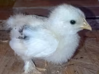 Pekin Bantam — zdjęcie 1