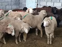 Owca, Owce — zdjęcie 3