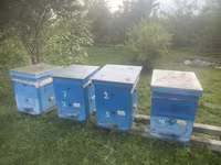 Arıçılıq üçün ağac arı yeşikləri (kovanlar) Məhsul təsviri: - — عکس 2