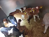 Býk, Simmental cattle — foto 2