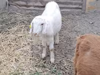 بز ماده, بز — عکس 2