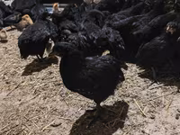 Chickens — zdjęcie 2