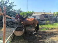 Klisna, Kyrgyz Horse — foto 3