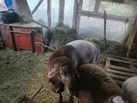 قوچ, Arashan sheep — عکس 7
