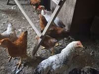 Chickens — zdjęcie 1