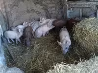 หมูป่าตัวผู้, หมู — รูปภาพ 3
