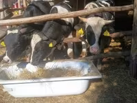 Touro, Raça Holstein — foto 6