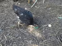 Chickens — ფოტო 1
