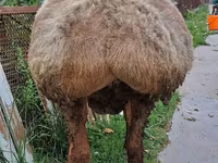 Ovce, Arashan sheep — foto 7
