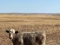 Dibi, Swiss cattle — sawirka 1
